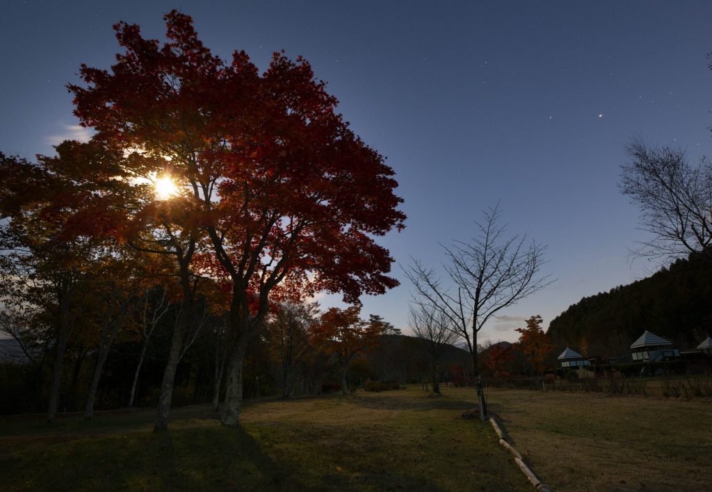 夕暮れのこだまの森