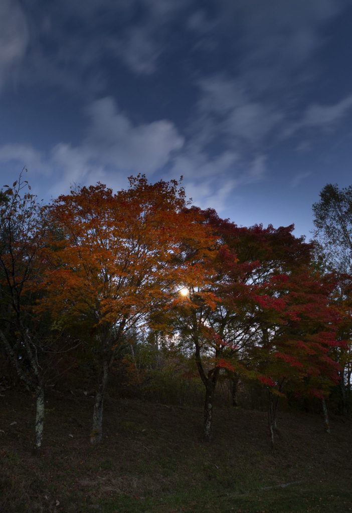 夕暮れのこだまの森