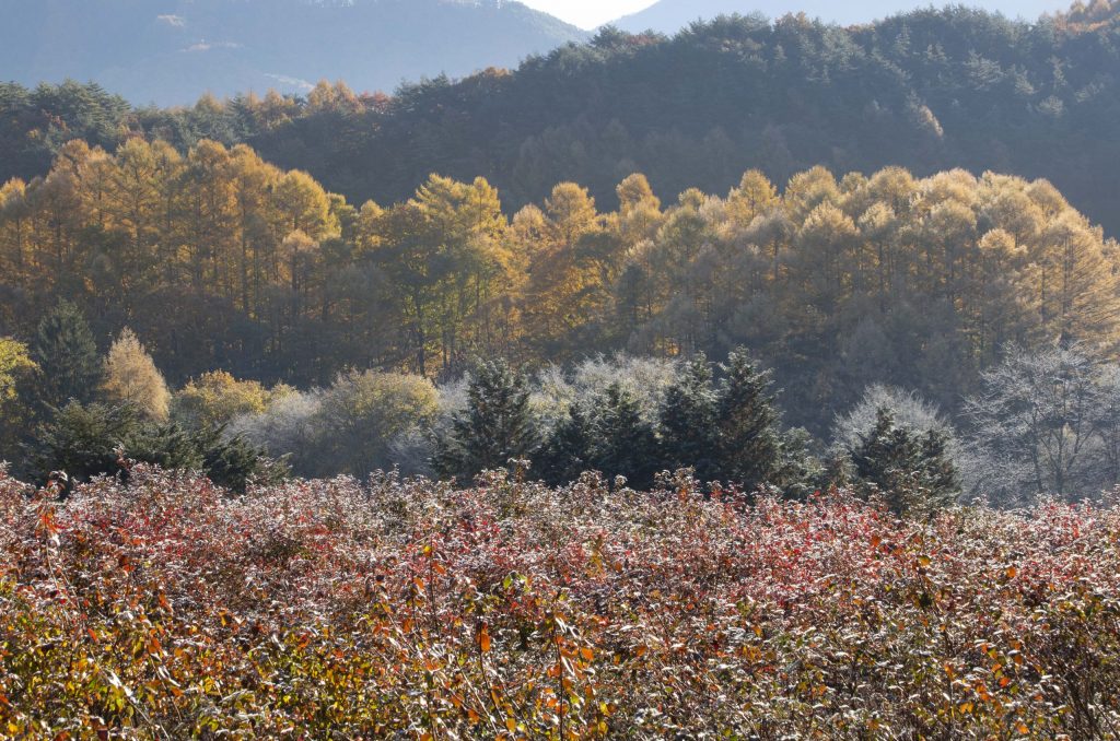 カラマツの紅葉と白樺の霧氷