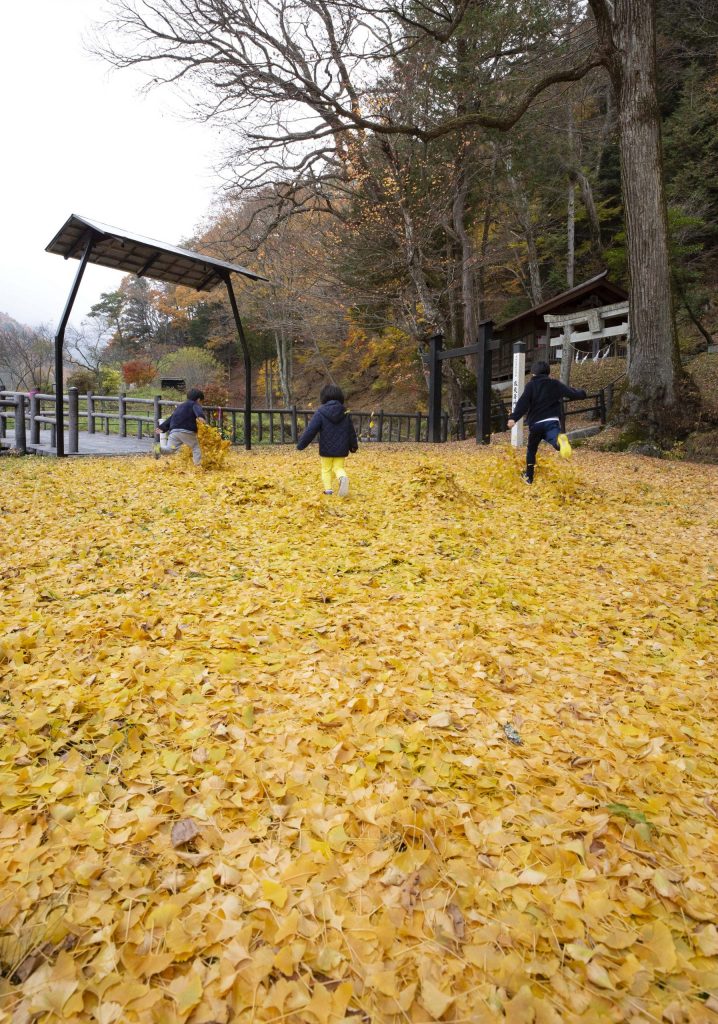 落葉するイチョウの葉