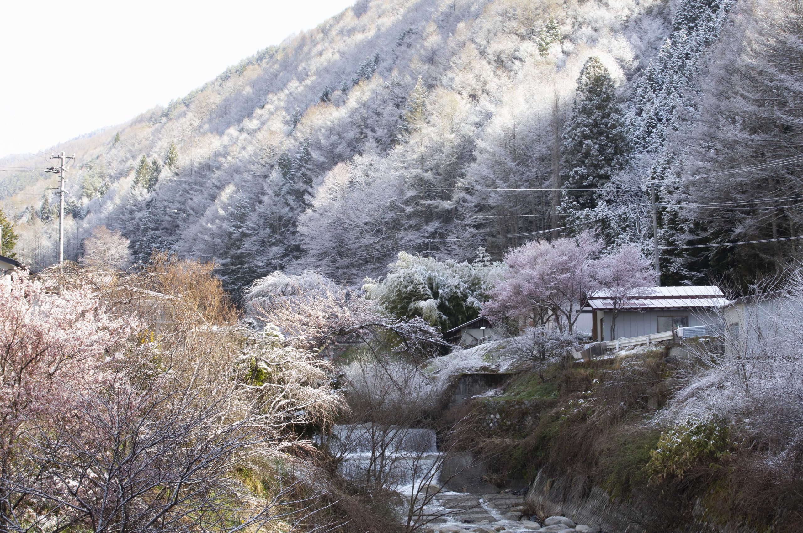 4月19日朝起きたら雪景色 | こだまの森｜信州やぶはら高原